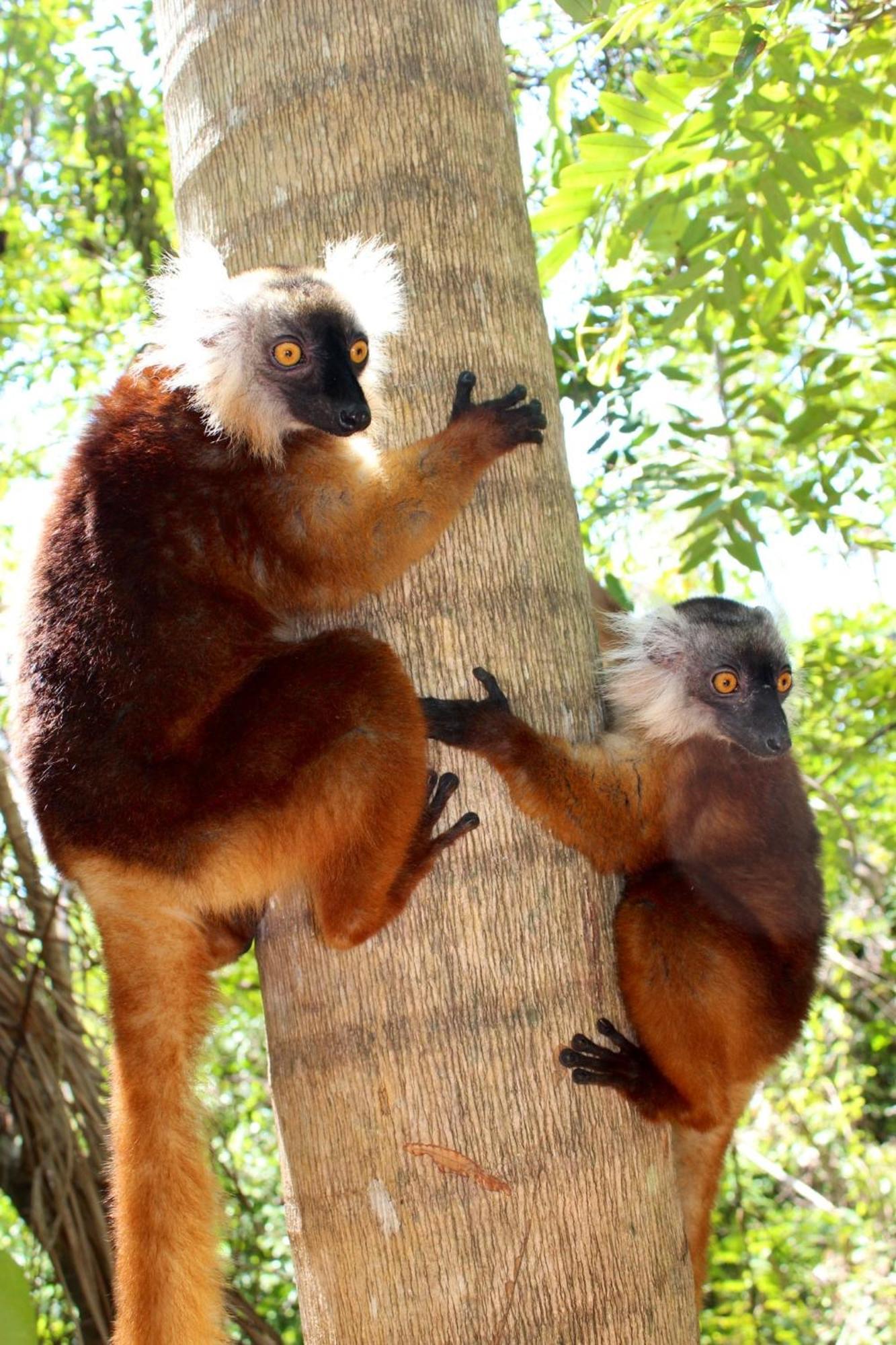 Remo e Berenice Nosy Komba Exterior foto